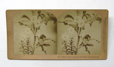 Stereoview Photo Night Blooming Cereus 1887 "Glory of the Night" Botany Flower, used for sale  Shipping to South Africa