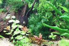 Aquarium pflanze tang gebraucht kaufen  Sulzbach/Saar