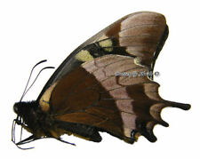 Unmounted Butterfly / Papilionidae - Papilio warscewiczii mercedes, male, Peru for sale  Shipping to South Africa