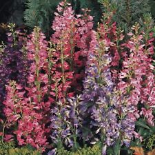 Penstemon barbatus cambridge for sale  TRURO