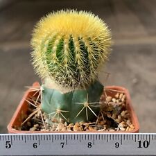 1608. 仙人掌 Uebelmannia eriocactoides, Sierra de Espinhaco (grafted) for sale  Shipping to South Africa