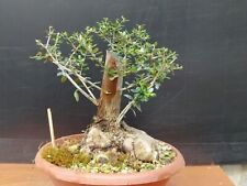 Olive bonsai 27x20 for sale  Shipping to Ireland