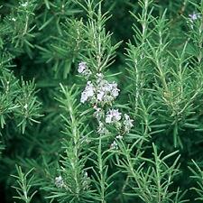 Organic rosemary herb for sale  Sprague River