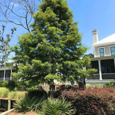 Bald cypress taxodium for sale  Center
