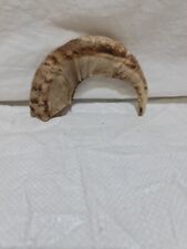 Sheep horn ram for sale  Shipping to Ireland