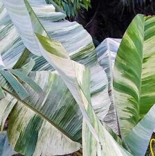 Musa variegata seeds for sale  Shipping to Ireland