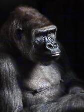 Nature photo gorilla for sale  EDINBURGH