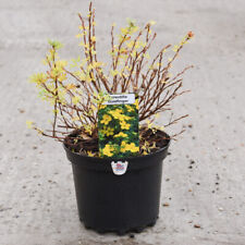 Potentilla fruticosa goldfinge for sale  IPSWICH