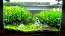 Blyxa japonica submerged for sale  MARKET RASEN