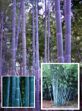Blauer riesen bambus gebraucht kaufen  Kaiserslautern