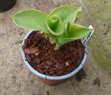 Hosta francis williams for sale  MORPETH