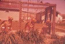 Foto de colección 1950 diapositiva de perros detrás de la cerca segunda mano  Embacar hacia Spain