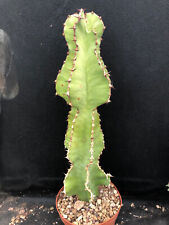 Euphorbia avasmontana vivaio usato  Massafra