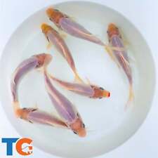 Toledo goldfish live for sale  Martinsville
