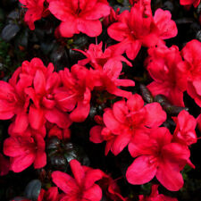Rhododendron vuyk scarlet for sale  IPSWICH
