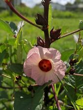 Hibiscus sabdariffa jamaican for sale  Wimauma