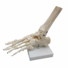 Right foot bone for sale  Shipping to Ireland