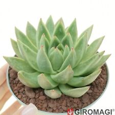 Echeveria agavoides lady usato  Cortona