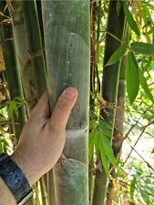 Bambu bambù bambusa usato  Reggio Calabria