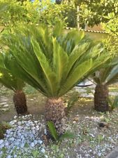 palma cycas usato  Cava De Tirreni