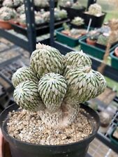 Pelecyphora aselliformis old for sale  Shipping to Ireland