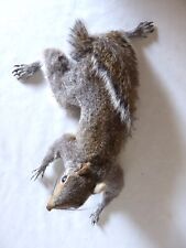 Gray squirrel taxidermy for sale  Dallas