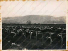 1934 latina pecore usato  Cremona