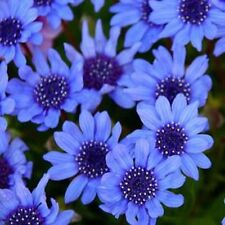 Blue Daisy-Felicia Heterophylla Blue- 25 seeds- BOGO 50% off SALE for sale  Shipping to South Africa