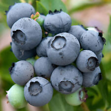 Blueberry bush duke for sale  UK