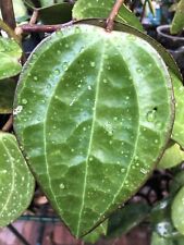 Hoya macrophylla big for sale  Fort Lauderdale