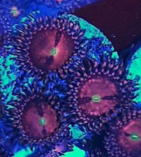 Purple bees zoanthid for sale  HOLMFIRTH