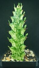 Euphorbia trigona variegata for sale  USA