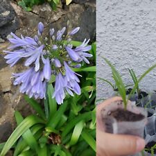Agapanthus baby plant for sale  ILFORD