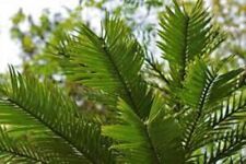 Wollemi pine seeds for sale  TRURO