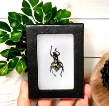 Pachyrrhynchus gemmatus REAL FRAMED Weevil BEETLE  INDONESIA Insect Butterfly, used for sale  Shipping to South Africa