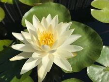 Water lily moondance for sale  Cleveland