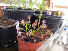 Drosera intermedia water sundew carnivorous plant 20 fresh seeds for sale  Shipping to South Africa