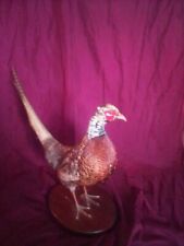 Vintage ringneck pheasant for sale  Waterloo