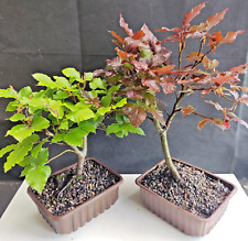 Pre bonsai copper for sale  WREXHAM
