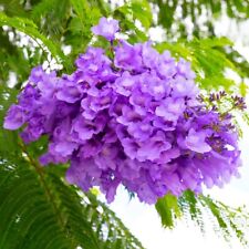 Jacaranda Mimosifolia, 60 seeds 2023 - USA seller for sale  Shipping to South Africa