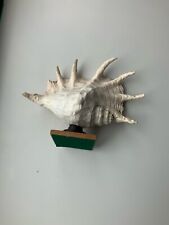 Spider conch shell for sale  DONCASTER