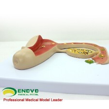 huevos fertiles segunda mano huevos fertiles segunda mano Embacar hacia Spain