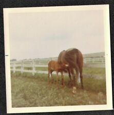 Fotografía vintage de mamá caballo con bebé caballo de pie en corral segunda mano  Embacar hacia Argentina