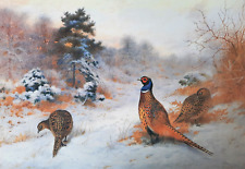 Pheasants. winter sunset. for sale  NELSON