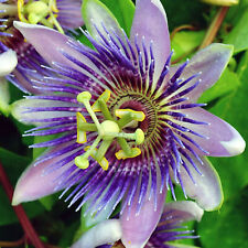 Passiflora purple rain for sale  UK