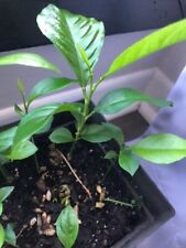 Lemon tree plant for sale  Albertson