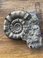 Pyrite eoderoceras ammonite for sale  LYME REGIS