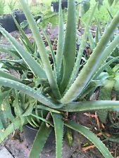 Aloe vera fresh for sale  Cape Canaveral