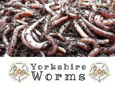 Worms fishing composting for sale  YORK