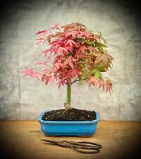 Acer palmatum deshojo gebraucht kaufen  Golßen